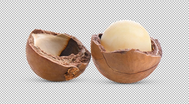 Macadamia nuts isolated on alpha layer