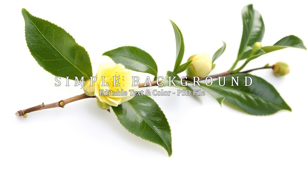 PSD a macro closeup of green branch of tea tree camelia camellia sinensis yellow flower blossom isolated