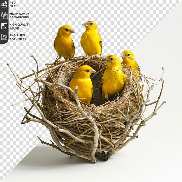 PSD magnificent nesting birds isolated on transparent background