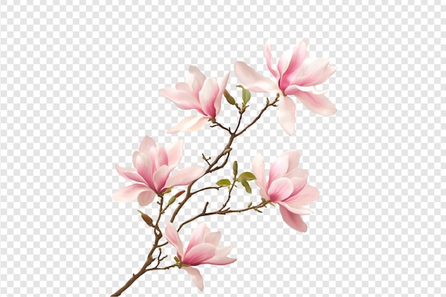 Magnolia flower branch with pink blossoms isolated on a transparent background