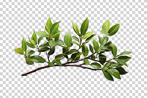 Mahogany Plants isolated on transparent background