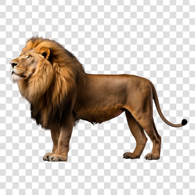 Majestic lion standing profile view