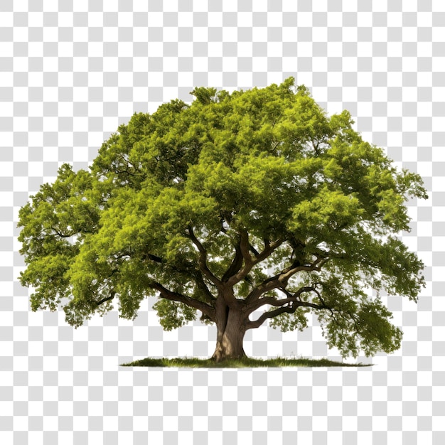 Majestic tree on transparent background