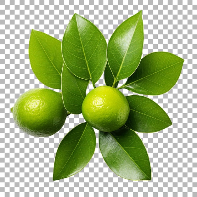 PSD makrut lime leaves on transparent background