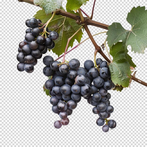 Malbec world day and Wine isolated on transparent background