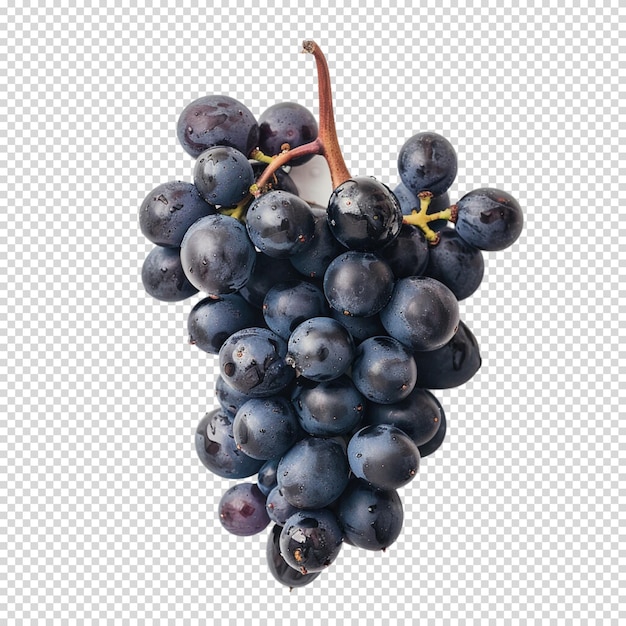 Malbec world day and Wine isolated on transparent background