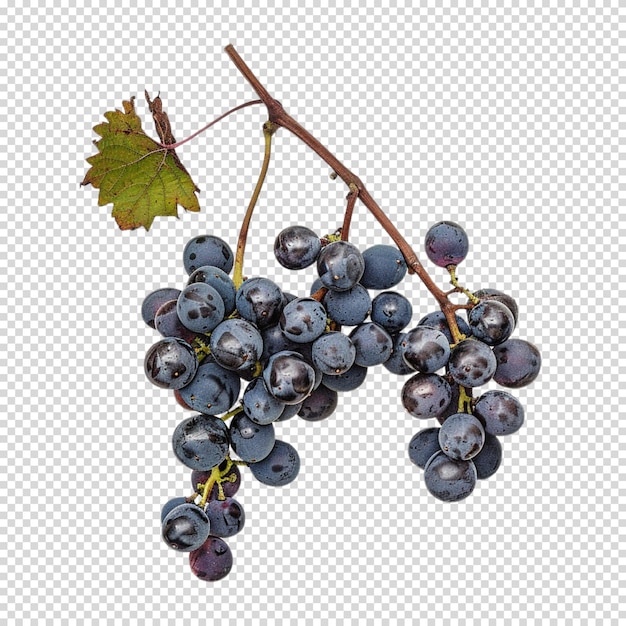 Malbec world day and Wine isolated on transparent background