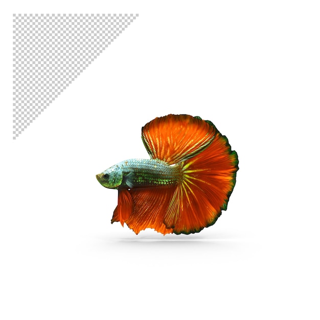 Male Betta Fish PNG