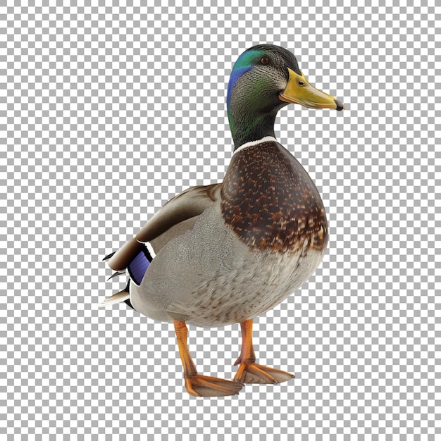 Mallard Duck on Transparent Background Ai Generated