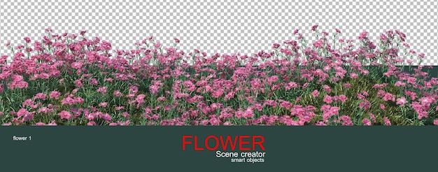 many kinds of colorful flowers