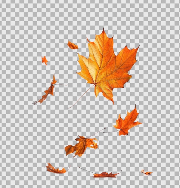 Maple leaf falling on isolated transparent background