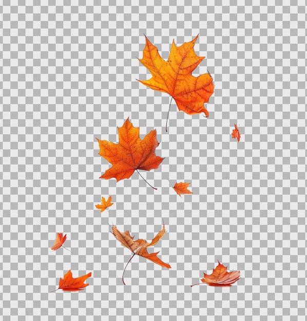 PSD maple leaf falling on isolated transparent background