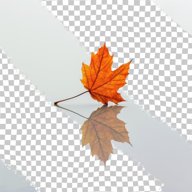 a maple leaf is on a transparent surface with the reflection of a tree in the water