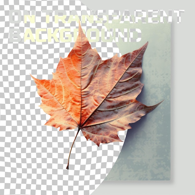 PSD maple leaf on transparent background part of terrestrial plant with tints and shades