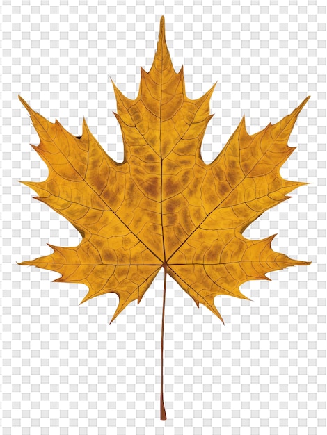 PSD maple leaf on a transparent background