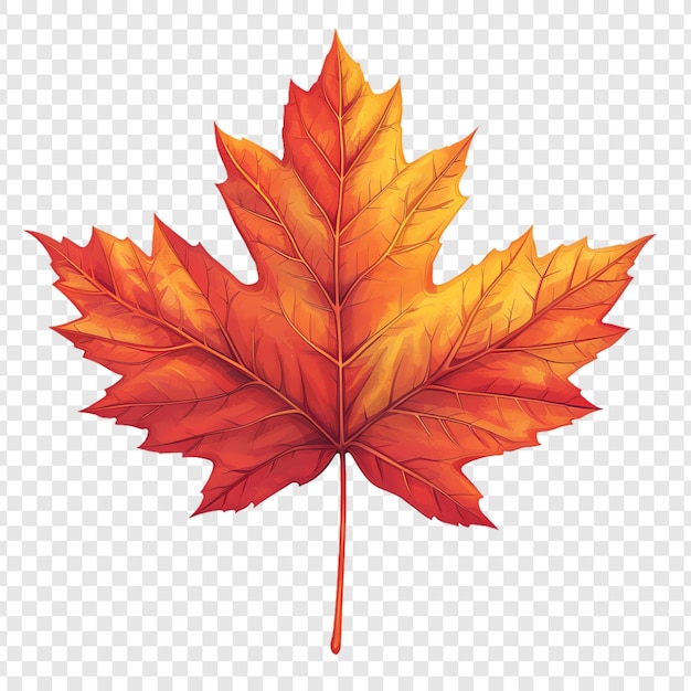 a maple leaf on a transparent background