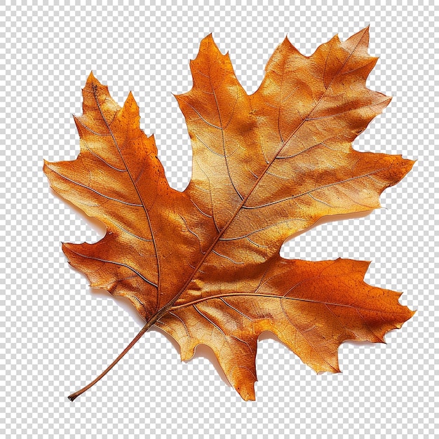 Maple Leaf on White Background