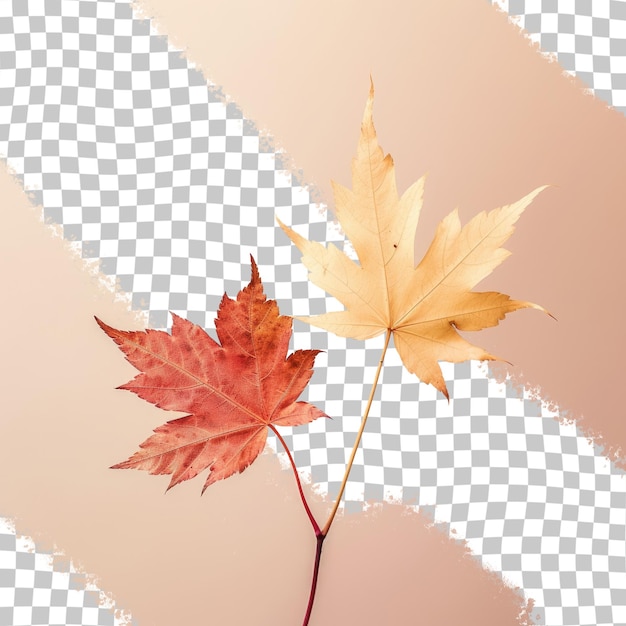 a maple leaf with the word autumn on it