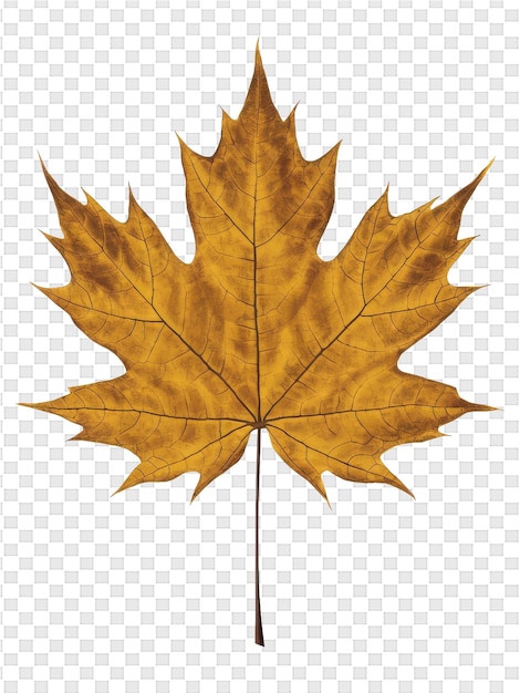 PSD a maple leaf with the word maple on it