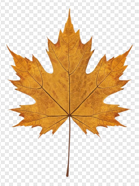 PSD a maple leaf with a yellow leaf on it