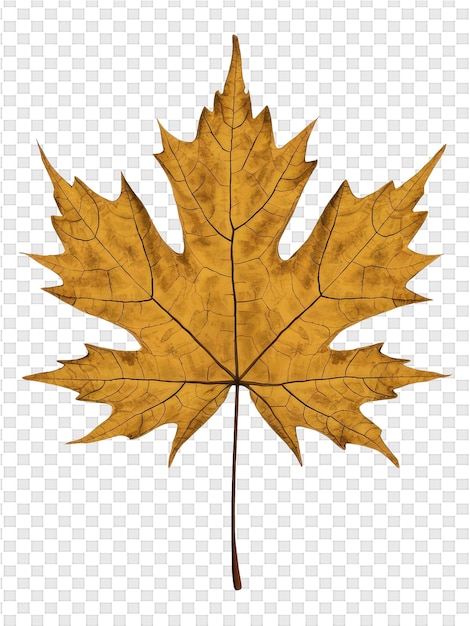 PSD a maple leaf with a yellow leaf on its top