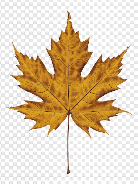 PSD maple leaf with a yellow leaf on its top