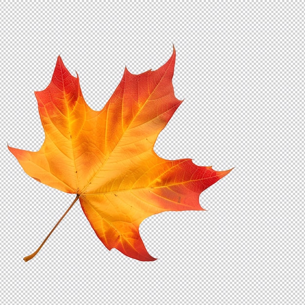 PSD a maple leaf with a yellow leaf