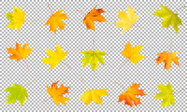 Maple leaves collection isolated