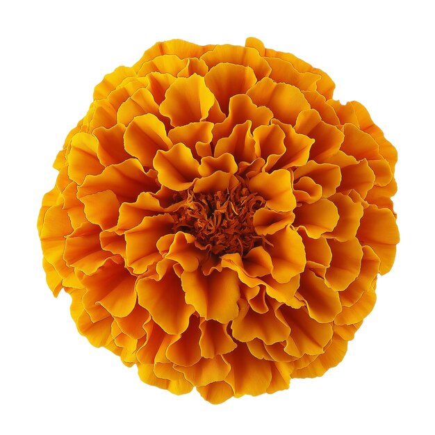 PSD marigold flower top view isolated