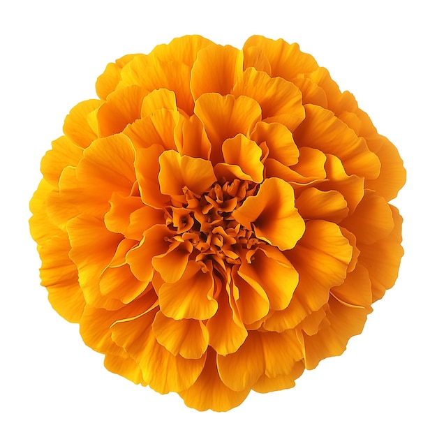 PSD marigold flower top view