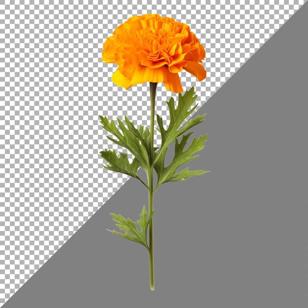 PSD marigold flower on transparent background ai generated