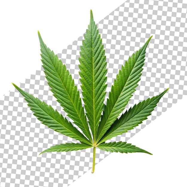 PSD marijuana leaf isolated on transparent background