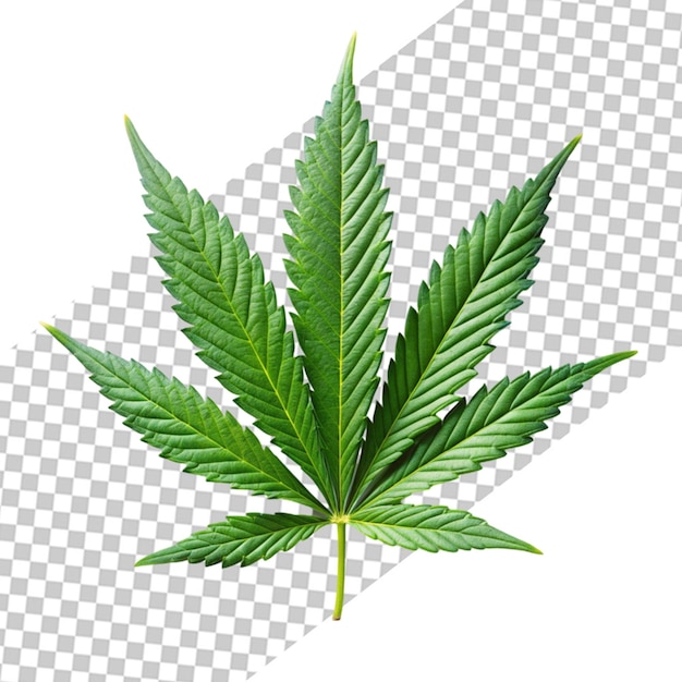 PSD marijuana leaf isolated on transparent background