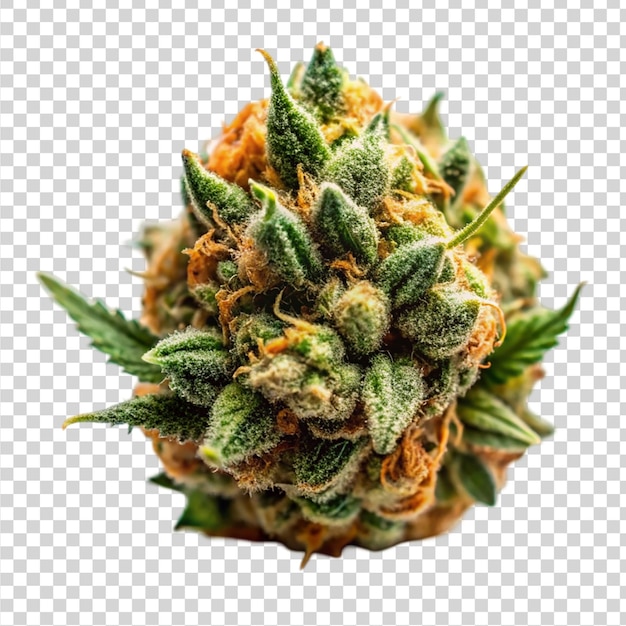 PSD marijuana strain flower isolated on transparent background