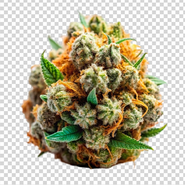 PSD marijuana strain flower isolated on transparent background