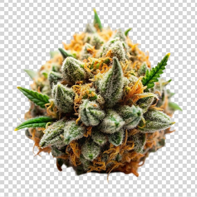 PSD marijuana strain flower isolated on transparent background