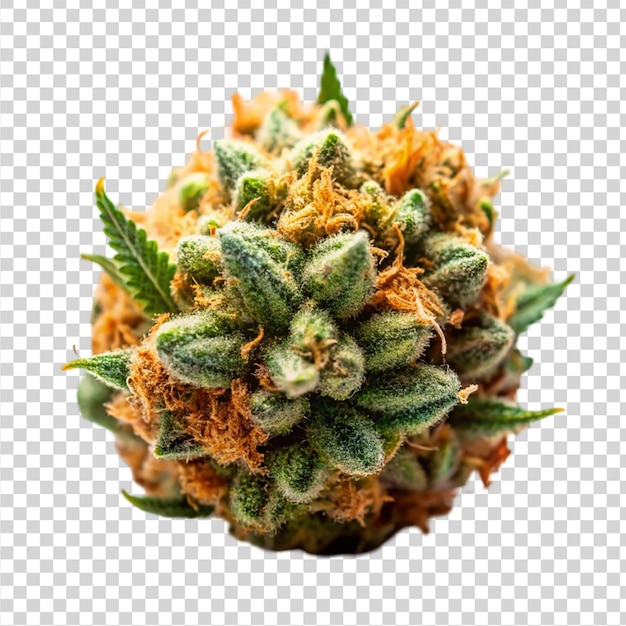 PSD marijuana strain flower isolated on transparent background