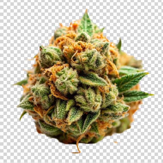 PSD marijuana strain flower isolated on transparent background