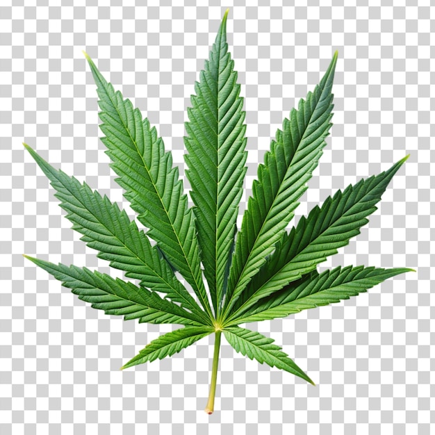 Marijuana trees leaves Isolated on transparent background