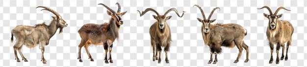 PSD markhor full body isolate on transaprency background psd