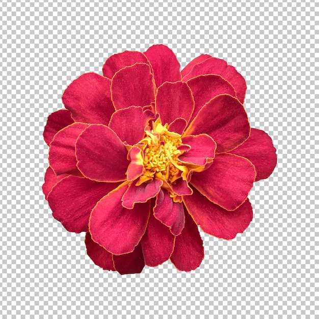 Maroon marigold flower isolated rendering