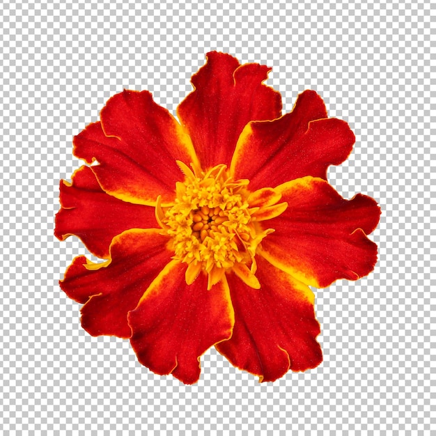 Maroon marigold flower isolated rendering