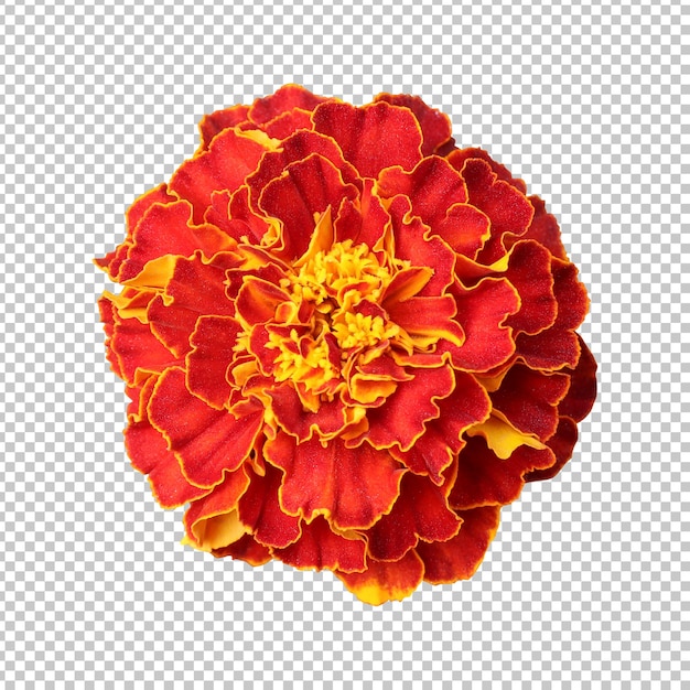 Maroon marigold flower isolated rendering