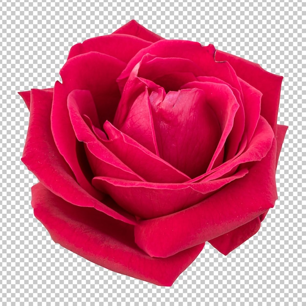 Maroon rose flower isolated rendering