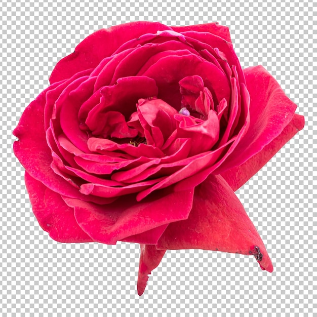 Maroon rose flower isolated rendering