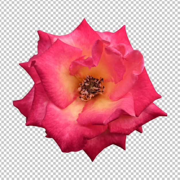 Maroon rose flower isolated rendering