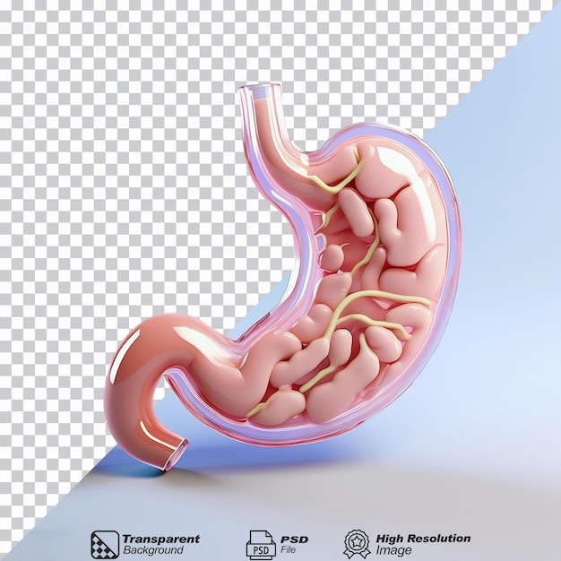 PSD medical stomach health isolated on transparent background