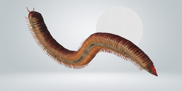 Millipede isolated on a Transparent Background