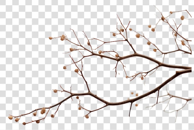 Minimalist dried branch overlay