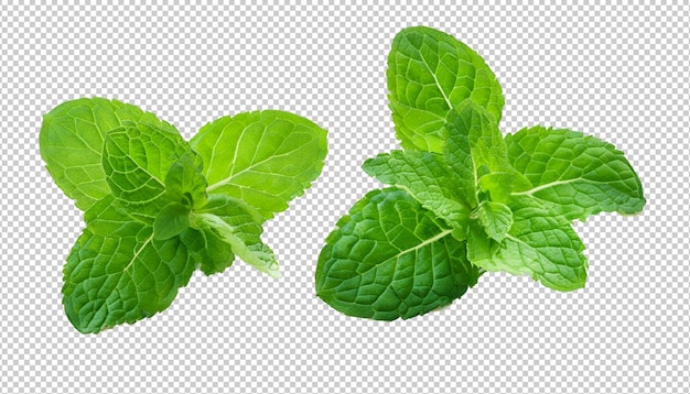 Mint Leaves On Alpha Layer